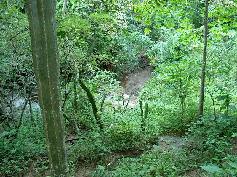 19_Natuurschoon in de Sierra Madre jungle